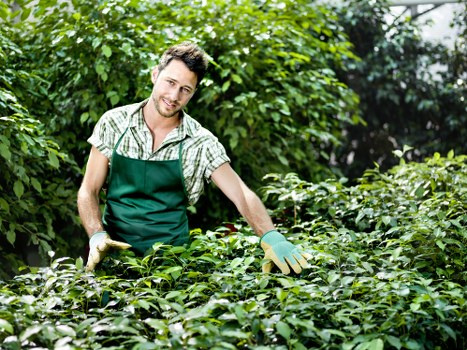 Seasonal hedge cutting in a Coney Hall property