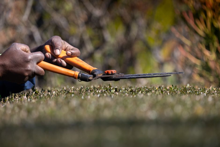Close-up image of a person's dark-skinned hands using orange-handled hedge trimmers to prune a neatly trimmed hedge. The hedge has a dense, low-growing canopy with small, glossy green leaves. The pers