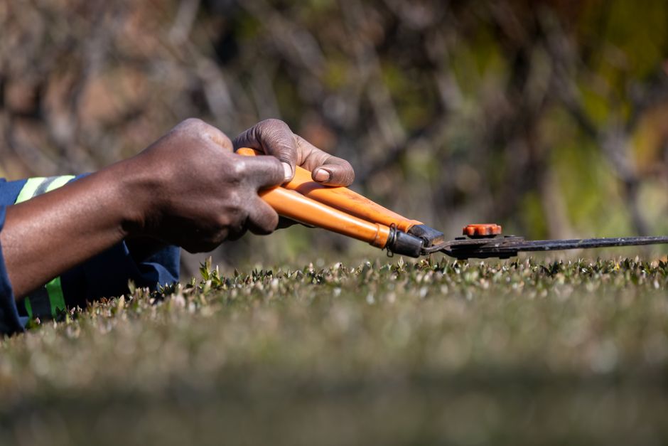 Close-up image of a person's dark-skinned hands using orange-handled hedge trimmers to prune a neatly trimmed hedge. The hedge has a dense, low-growing canopy with small, glossy green leaves. The pers