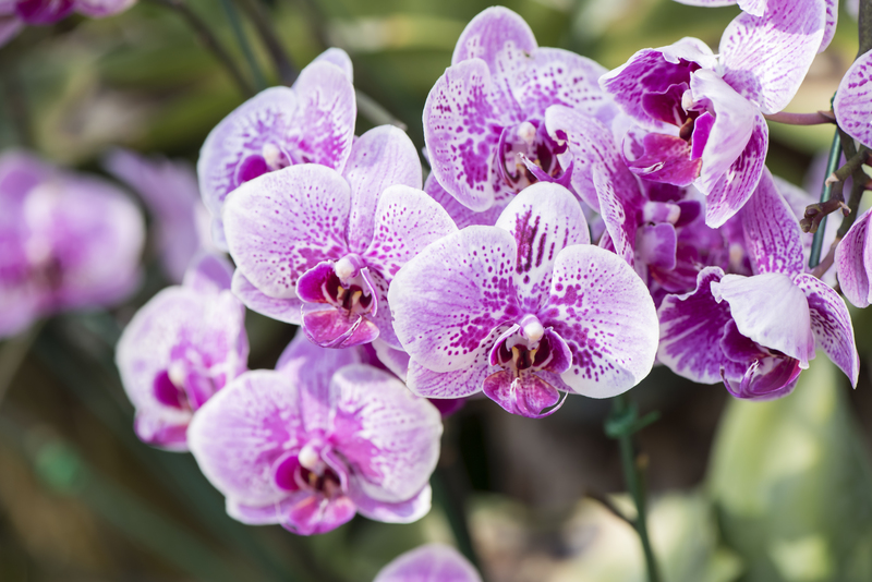 flower borders garden