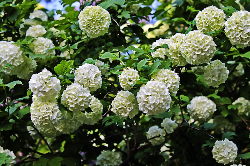 Garden hedges