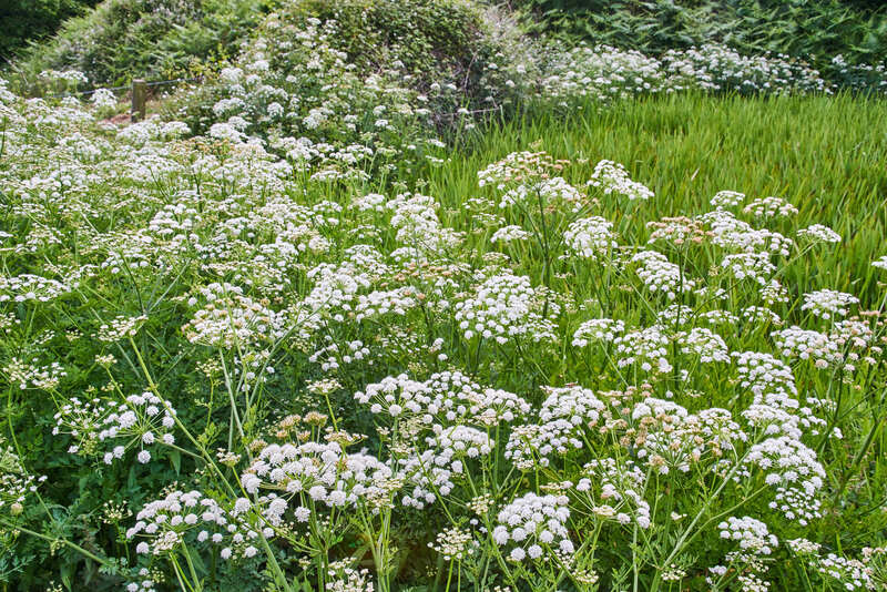 garden trees
